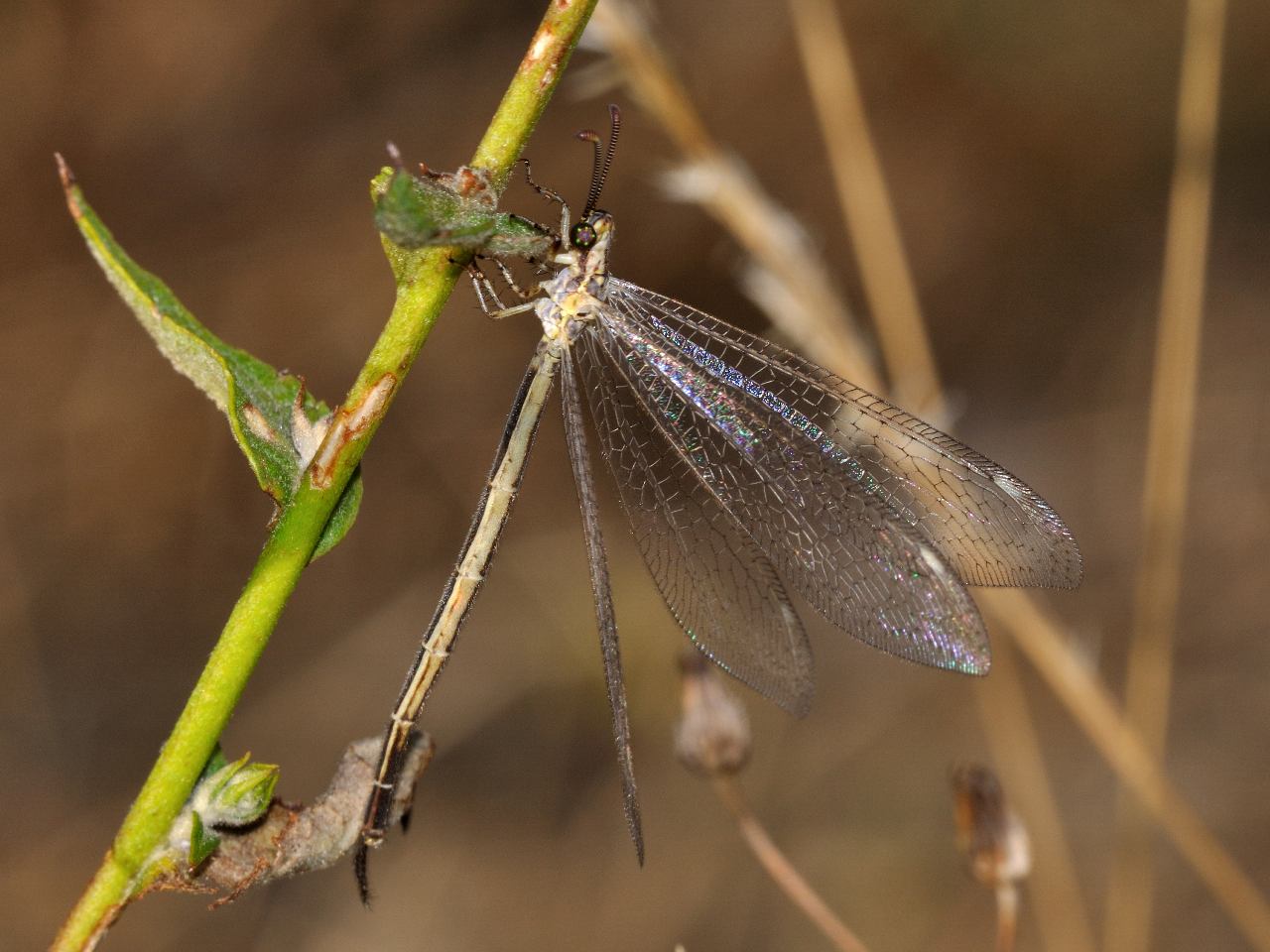 Formicaleone - Macronemurus appendiculatus